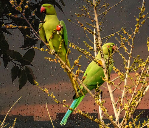 parrots, evening and rain