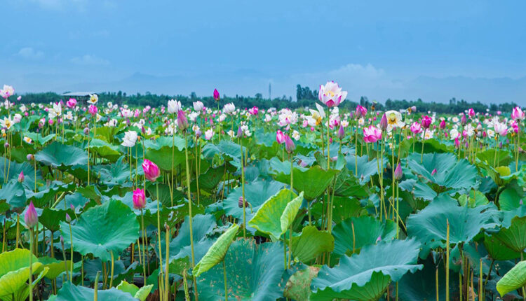 Lotus-Loktak-Lake-Manipur