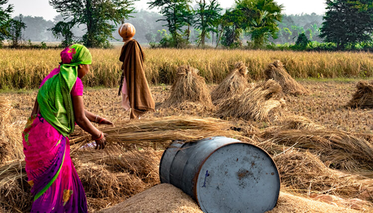 paddy-producing-farmers-rice-market