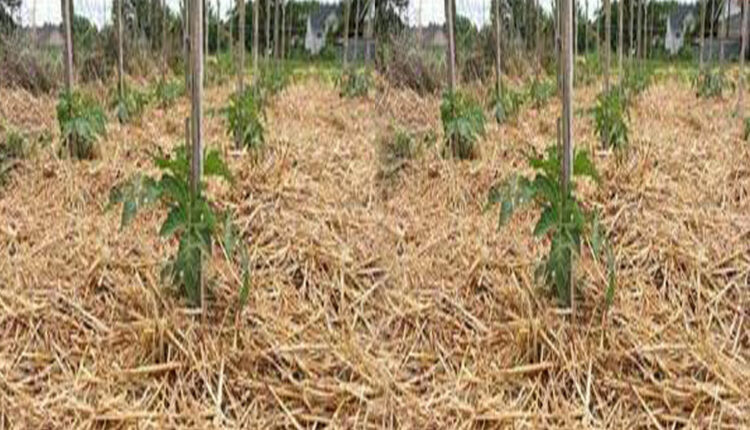 extinct farming mulching technique