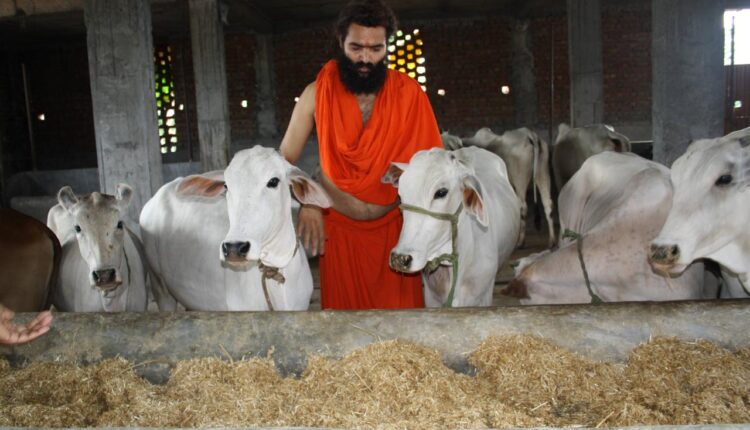 desi cow conservation